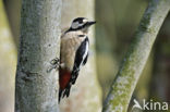 Grote Bonte Specht (Dendrocopos major)