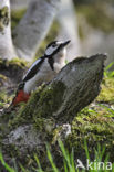 Grote Bonte Specht (Dendrocopos major)