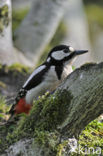 Grote Bonte Specht (Dendrocopos major)