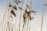 Great Reed-Warbler (Acrocephalus arundinaceus)