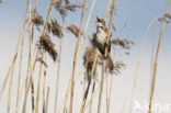 Grote Karekiet (Acrocephalus arundinaceus) 