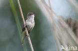 Grote Karekiet (Acrocephalus arundinaceus) 