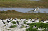 Grote Stern (Sterna sandvicensis) 