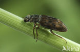 Helophorus grandis