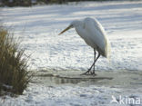 Grote Zilverreiger (Ardea alba)