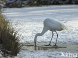 Grote Zilverreiger (Ardea alba)