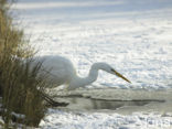 Grote Zilverreiger (Ardea alba)