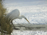 Grote Zilverreiger (Ardea alba)