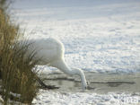 Grote Zilverreiger (Ardea alba)