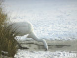 Grote Zilverreiger (Ardea alba)