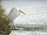 Grote Zilverreiger (Ardea alba)