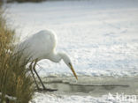 Grote Zilverreiger (Ardea alba)