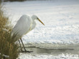 Grote Zilverreiger (Ardea alba)