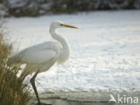 Grote Zilverreiger (Ardea alba)