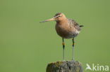 Grutto (Limosa limosa) 