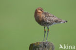 Black-tailed Godwit (Limosa limosa) 