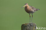 Grutto (Limosa limosa) 