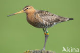 Black-tailed Godwit (Limosa limosa) 