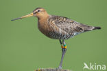 Grutto (Limosa limosa) 