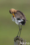 Black-tailed Godwit (Limosa limosa) 