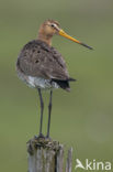 Black-tailed Godwit (Limosa limosa) 