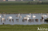 Black-tailed Godwit (Limosa limosa) 