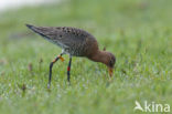 Black-tailed Godwit (Limosa limosa) 