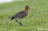 Black-tailed Godwit (Limosa limosa) 