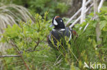 Harlekijneend (Histrionicus histrionicus)