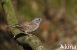 Heggemus (Prunella modularis)