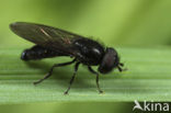 Heringia pubescens