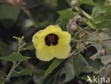 Hibiscus physaloides