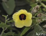 Hibiscus physaloides