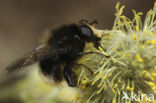 hoverfly (Criorhina ranunculi)