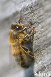 Honey bee (Apis mellifera)