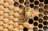 Honey bee (Apis mellifera)