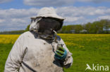 Honey bee (Apis mellifera)