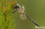 Hoogveenglanslibel (Somatochlora arctica) 