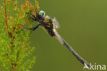 Hoogveenglanslibel (Somatochlora arctica) 