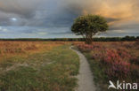 Hoorneboegse Heide