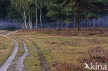 Hoorneboegse Heide