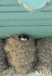 Common House-Martin (Delichon urbicum)