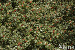 Holly (Ilex aquifolium)