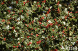 Hulst (Ilex aquifolium)