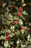 Holly (Ilex aquifolium)