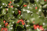 Hulst (Ilex aquifolium)