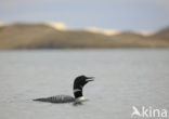 Common Loon