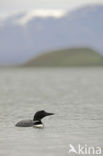 Common Loon