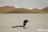 Common Loon