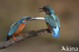 Kingfisher (Alcedo atthis)